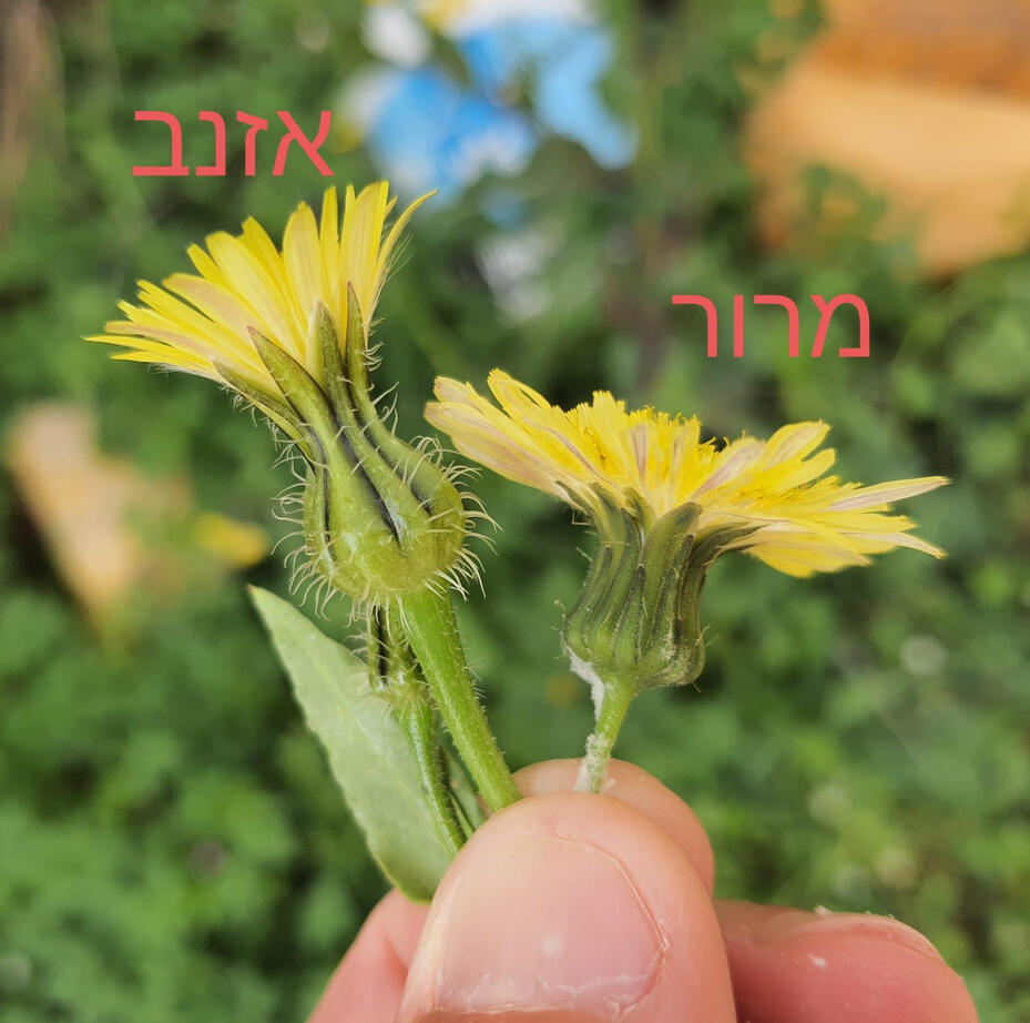 מדי פעם עורכת סדנאות ליקוט ובישול לגילאים שונים🌿